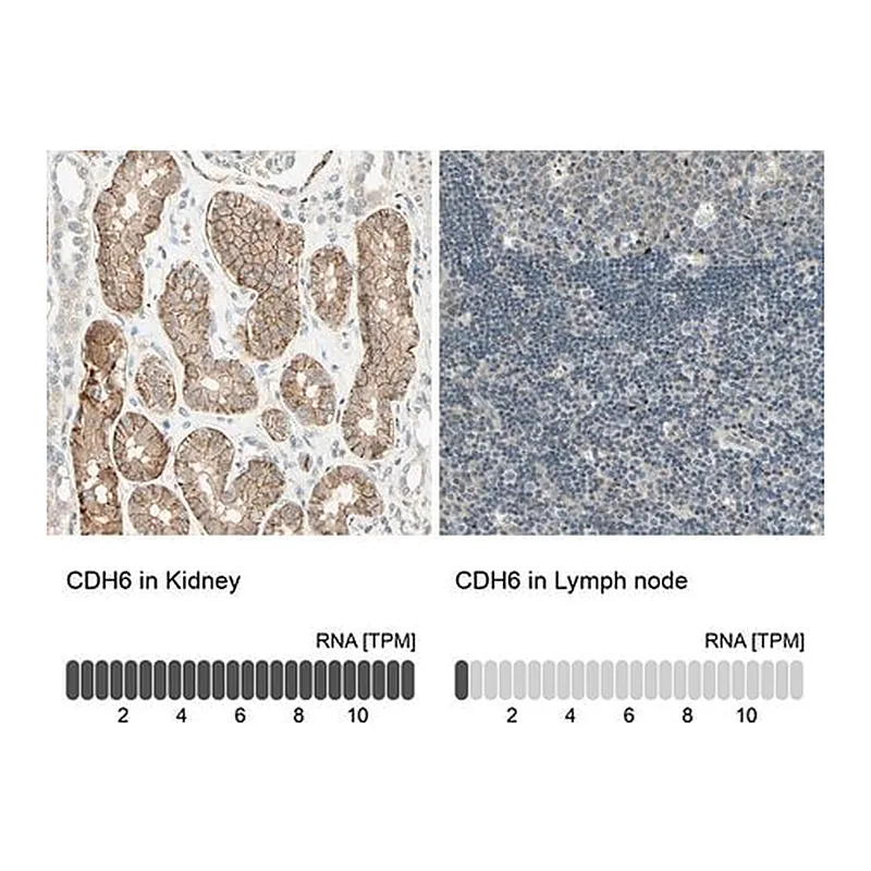 Merck Anti-CDH6 antibody produced in rabbit