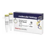 Thermo Fisher Scientific Eco24I (BanII) (10 U/μL)