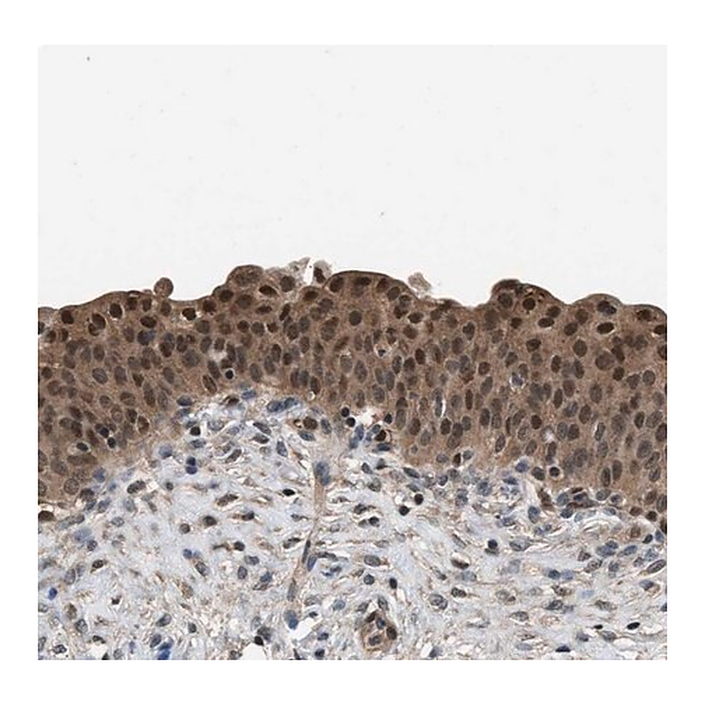 Merck Anti-DFFA antibody produced in rabbit