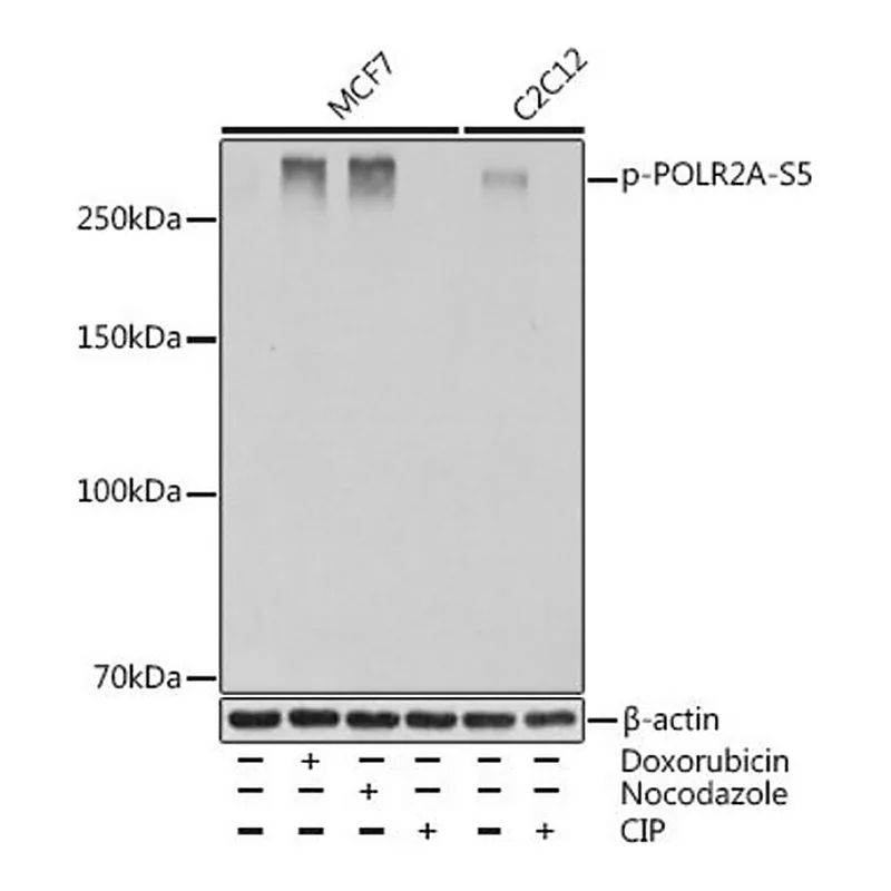 Merck Anti-Phospho-POLR2A-S5 antibody produced in rabbit
