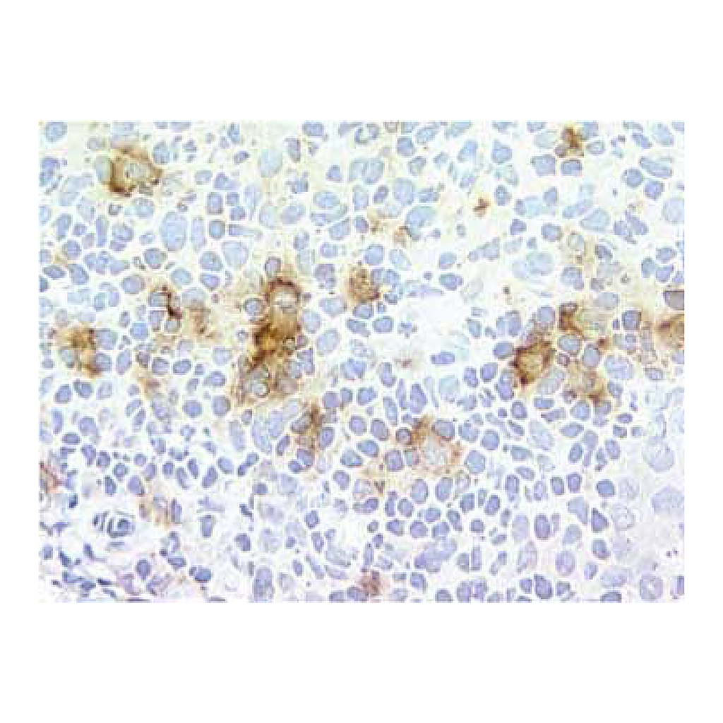 BD Purified Mouse Anti-Human CD14