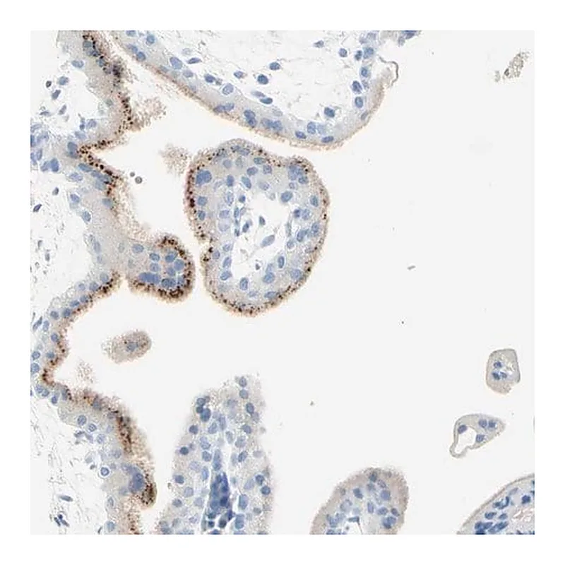 Merck Anti-IL6ST antibody produced in rabbit