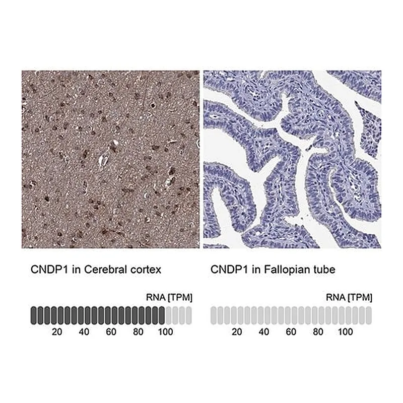 Merck Anti-CNDP1 antibody produced in rabbit