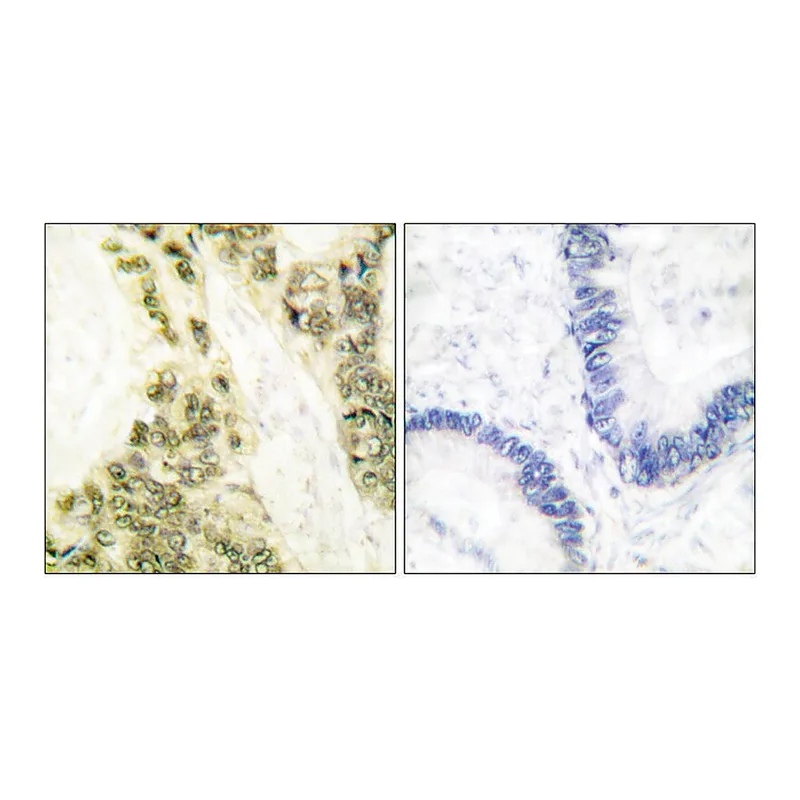 Merck Anti-Thyroid Hormone Receptor alpha, N-Terminal antibody produced in rabbit