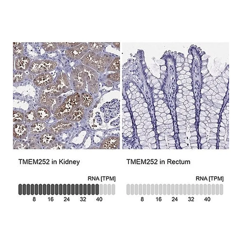 Merck Anti-TMEM252 antibody produced in rabbit