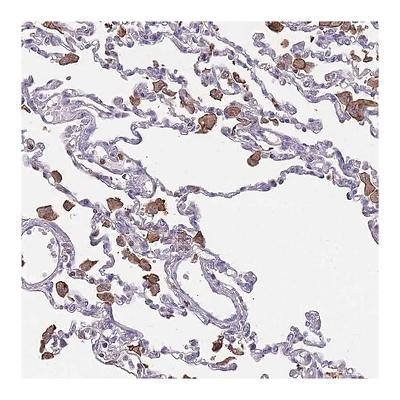 Merck Anti-CD33 antibody produced in rabbit