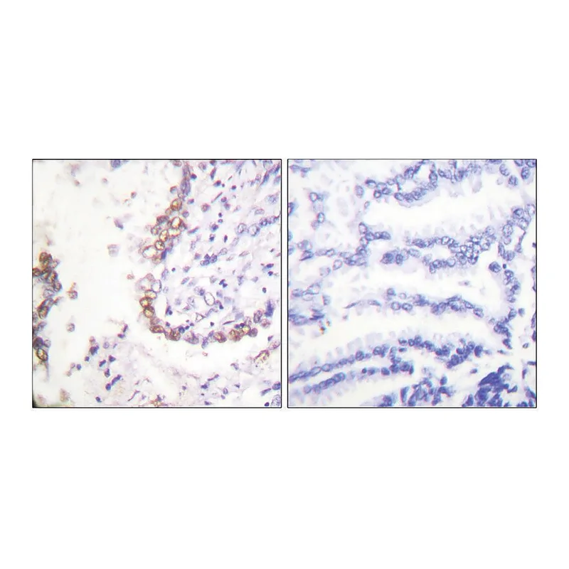 Merck Anti-OCT3 antibody produced in rabbit