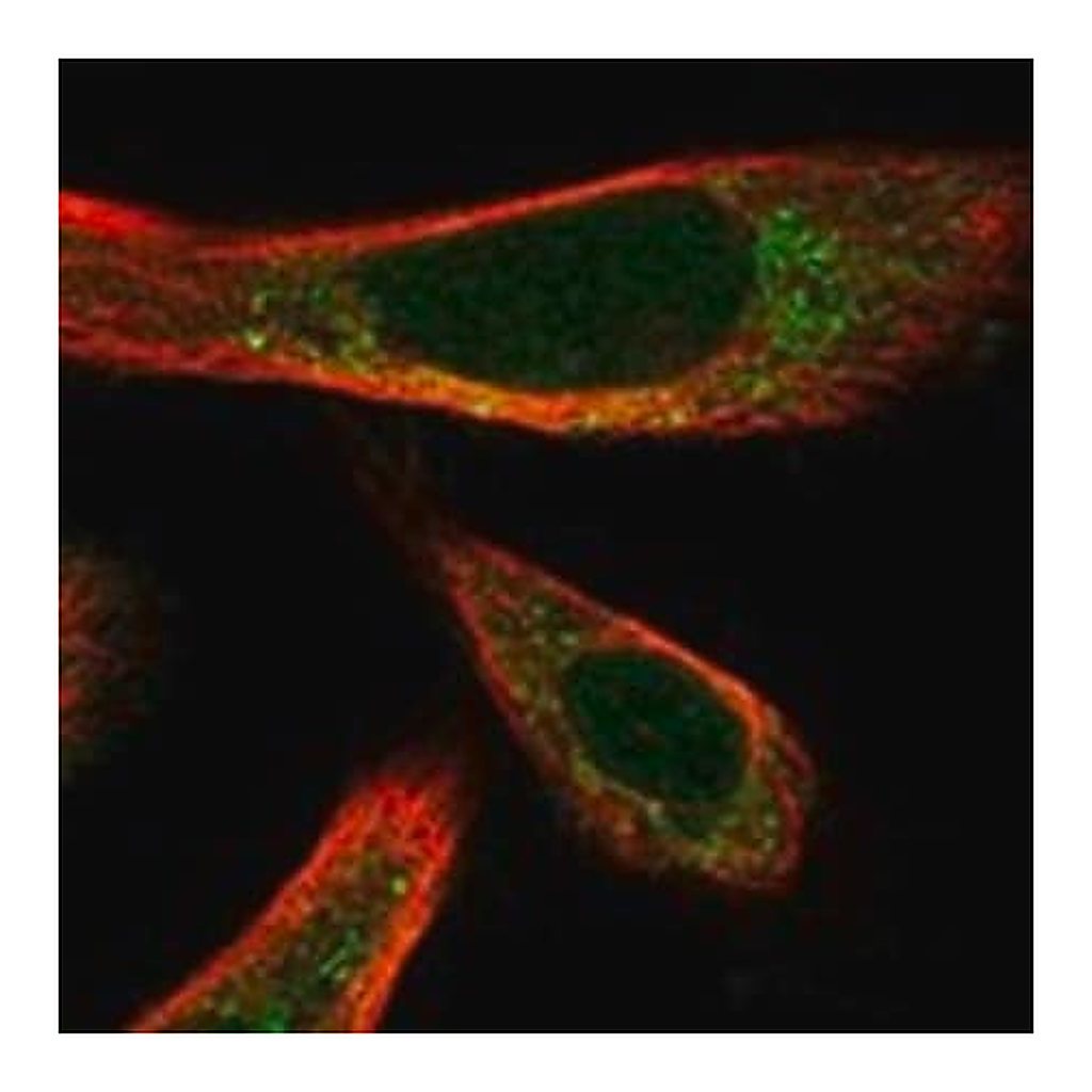 Merck Anti-ATOH1 antibody produced in rabbit