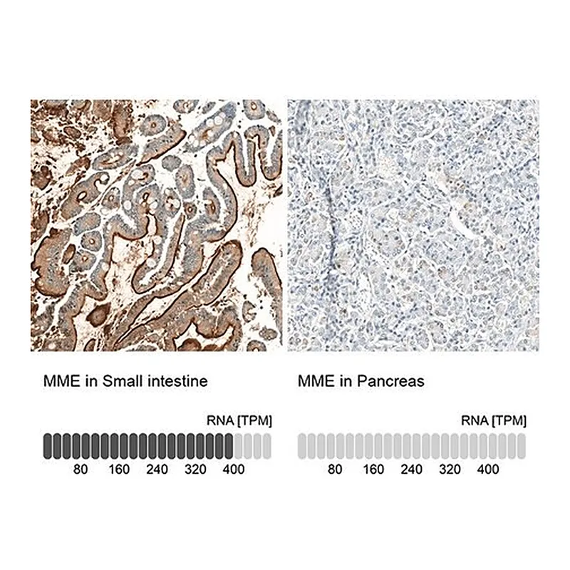 Merck Monoclonal Anti-MME antibody produced in mouse