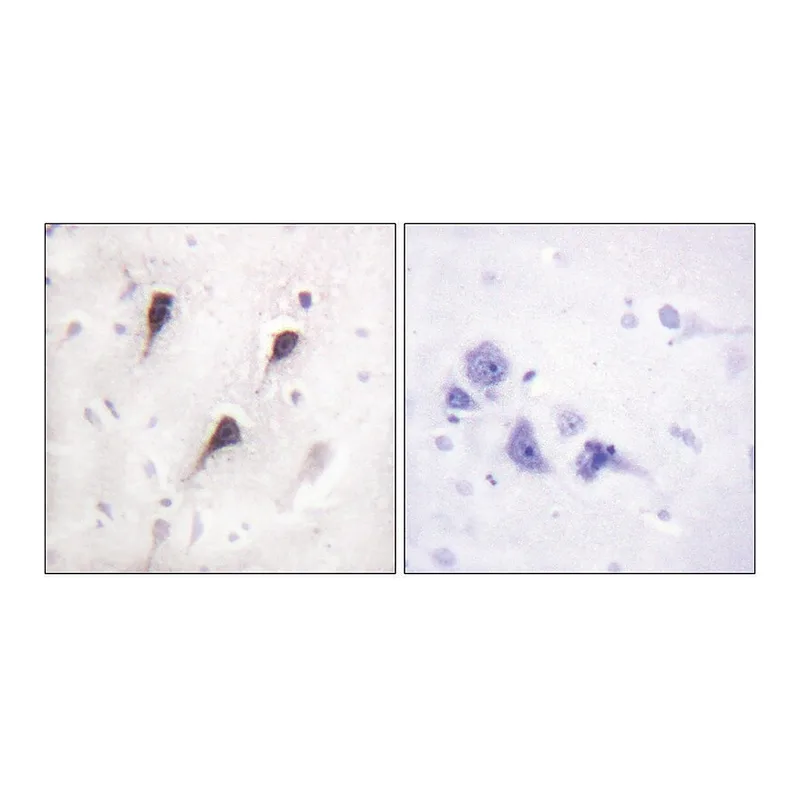 Merck Anti-WAVE1 antibody produced in rabbit