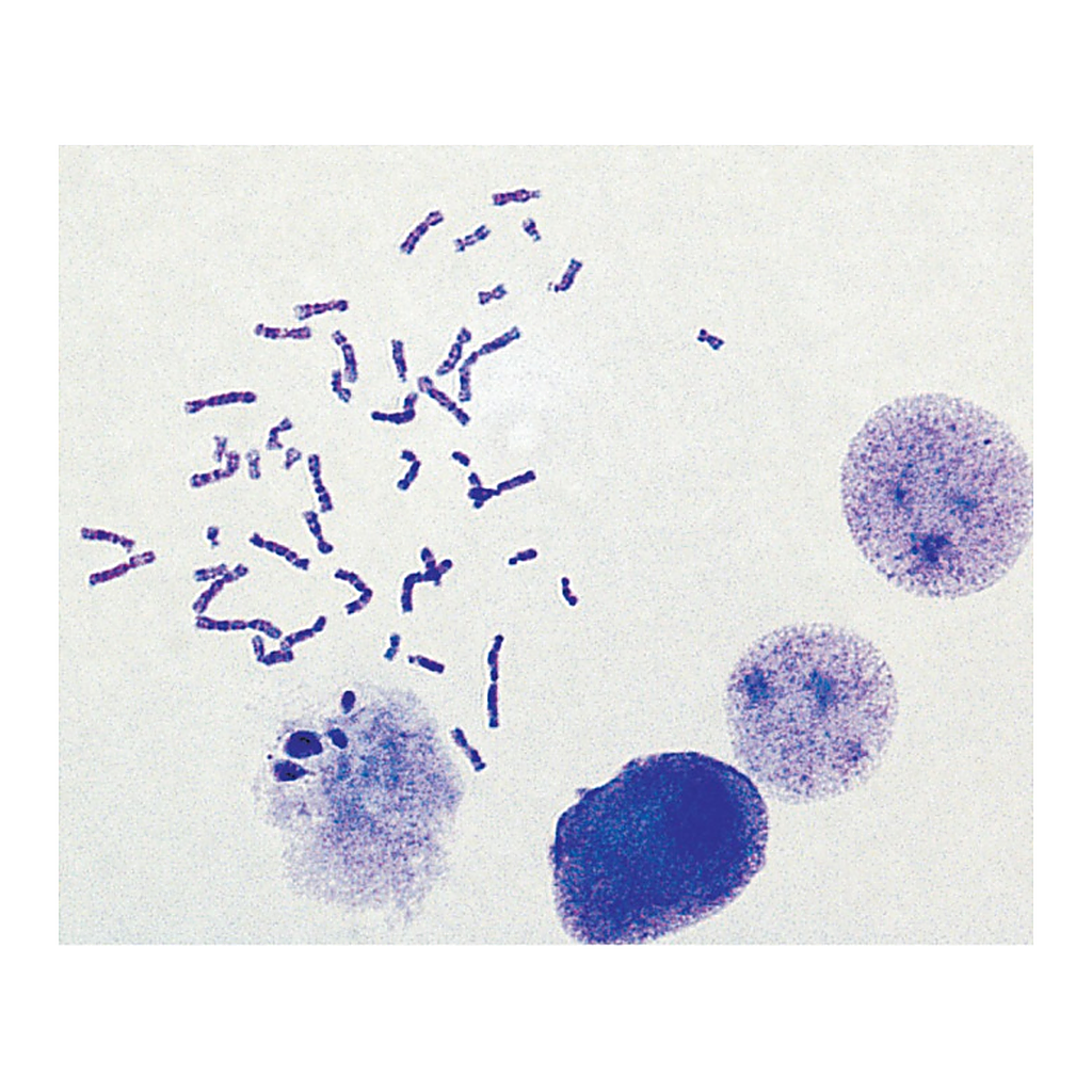 Himedia HiPer® Karyotyping Teaching kit
