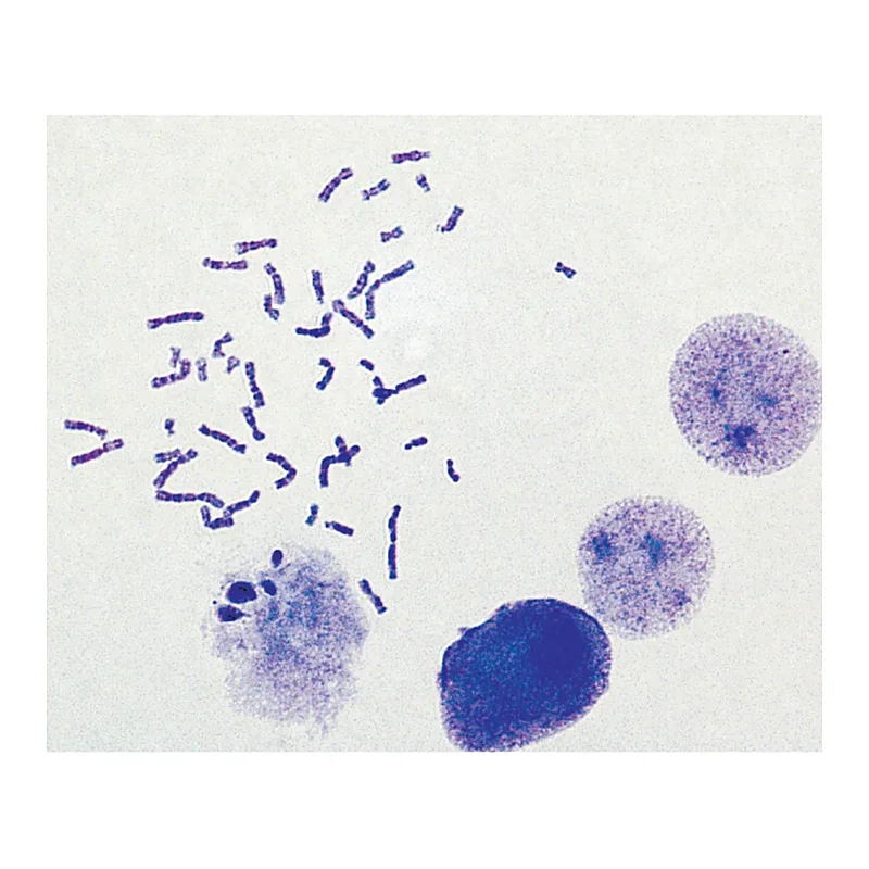 Himedia HiPer® Karyotyping Teaching kit