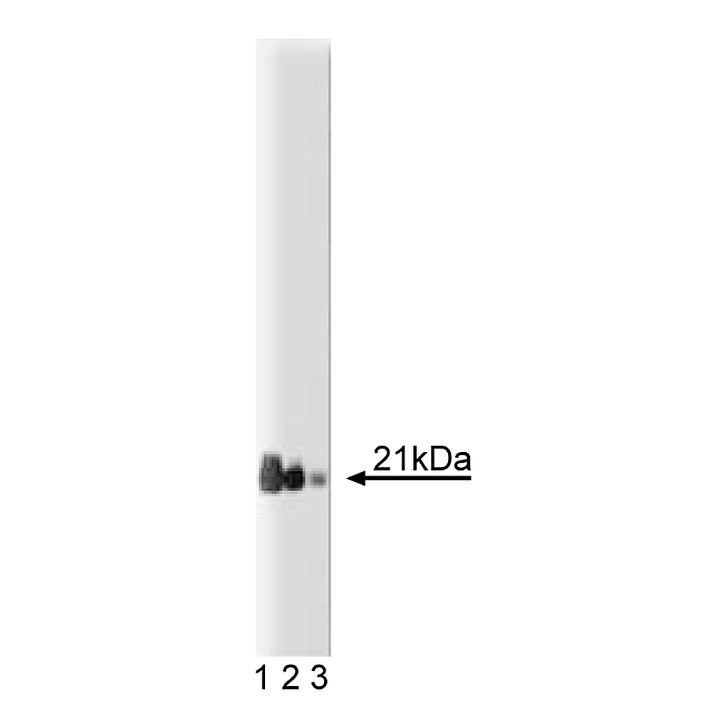 BD Purified Mouse Anti-Rap1