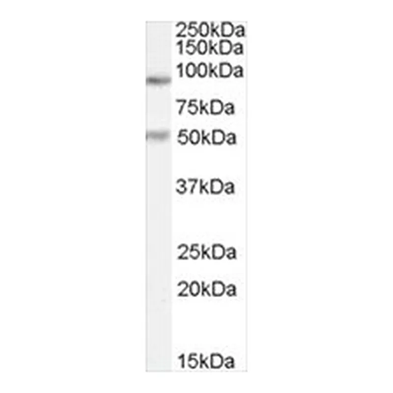 Merck ANTI-PGC1A