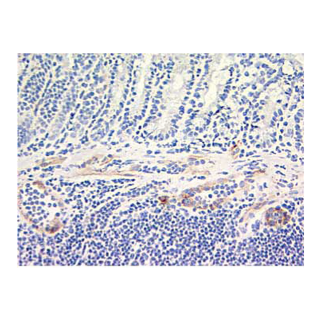 BD Purified Rat Anti-Mouse CD144