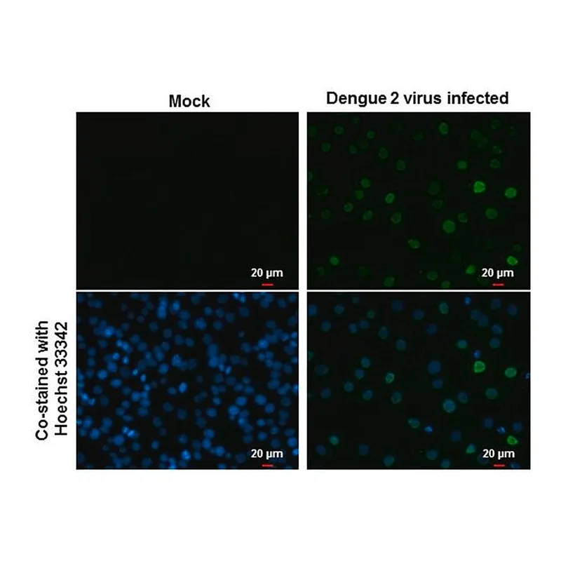Merck Monoclonal Anti-Dengue virus Type 2 NS5 protein antibody produced in mouse