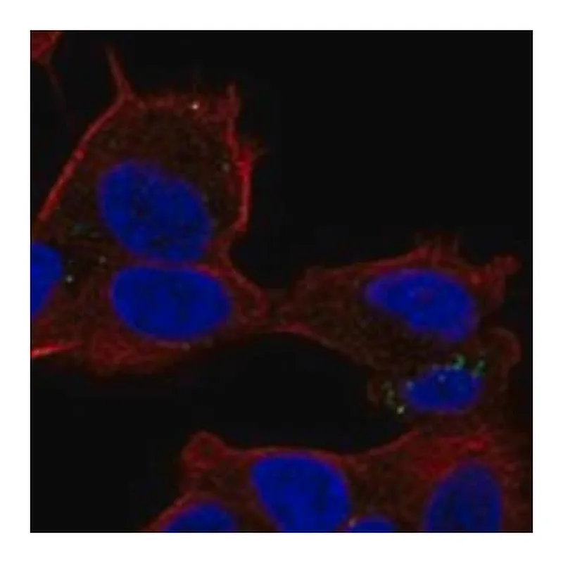 Merck Anti-PLIN5 antibody produced in rabbit