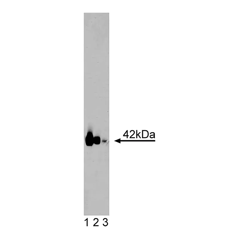 BD Purified Mouse Anti-Gαq