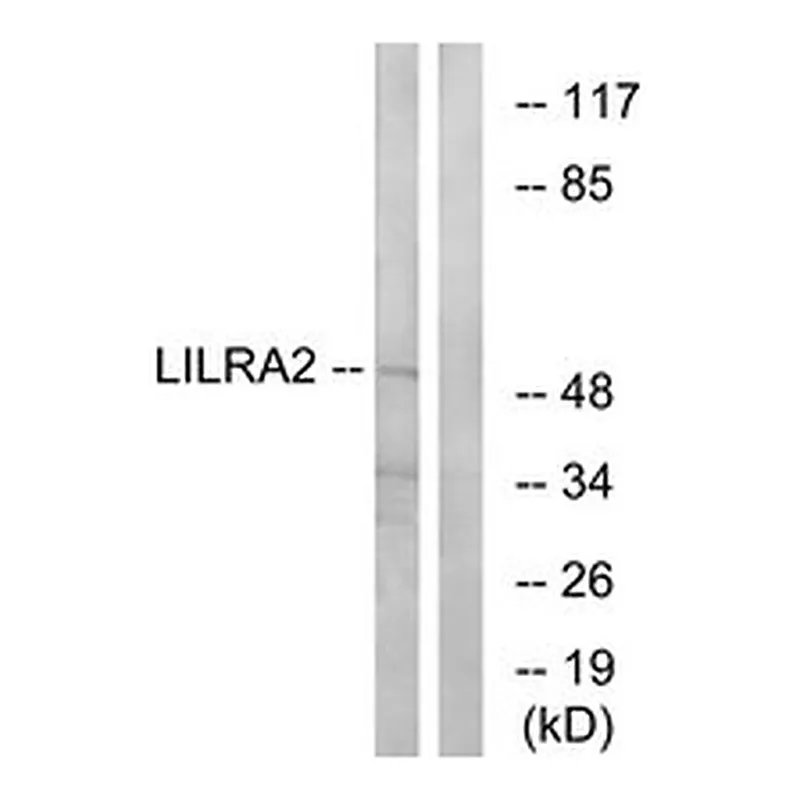 Merck ANTI-LILRA2