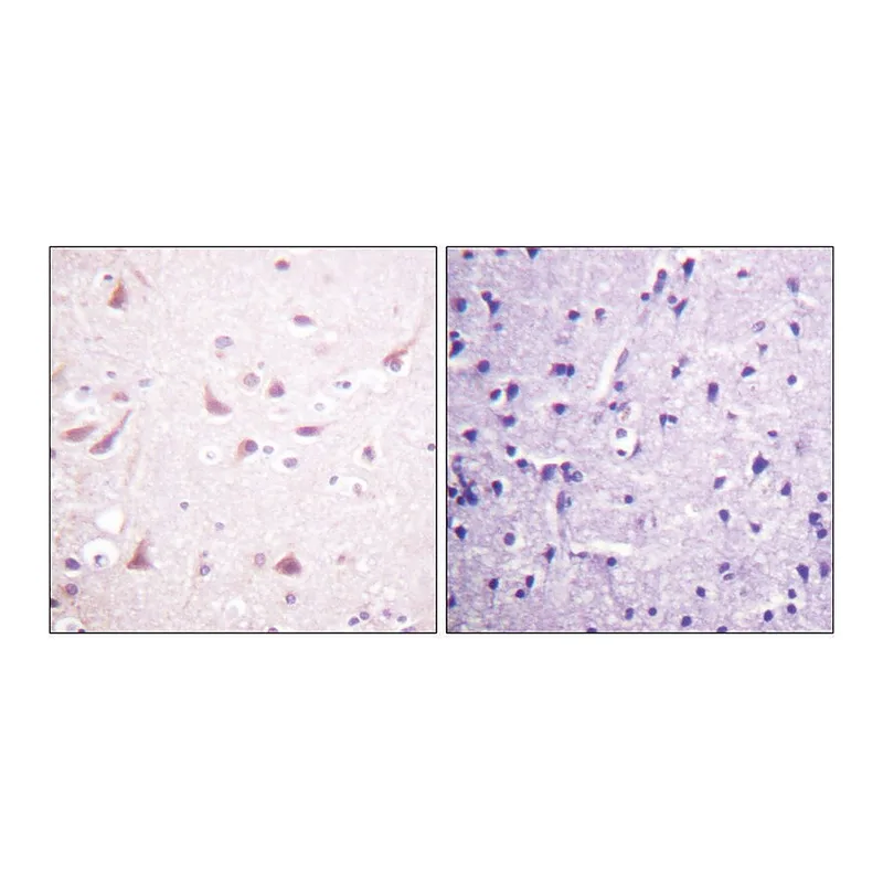 Merck Anti-DRP-2 antibody produced in rabbit