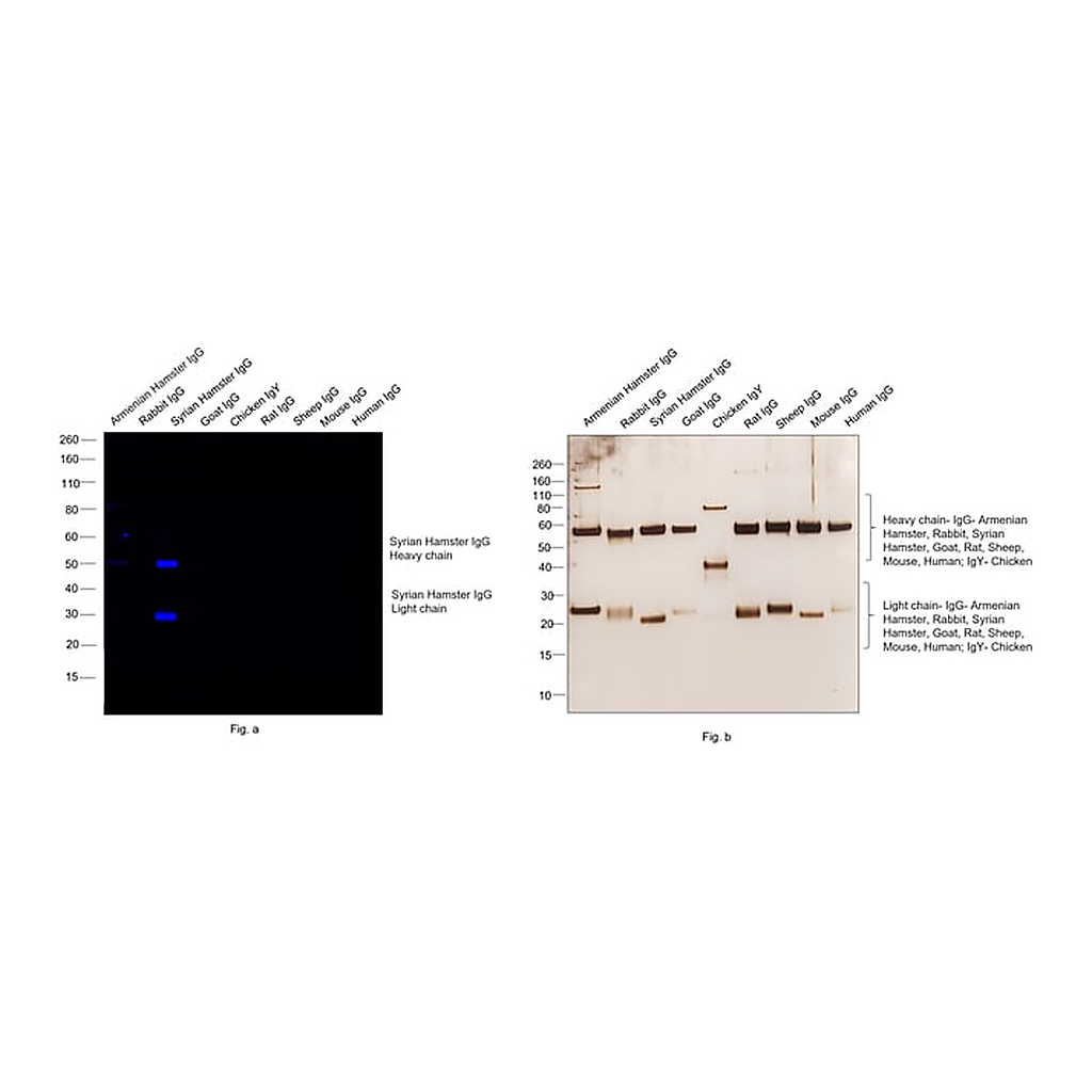 Thermo Fisher Scientific Goat anti-Syrian/Armenian Hamster IgG (H+L) Secondary Antibody