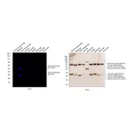Thermo Fisher Scientific Goat anti-Syrian/Armenian Hamster IgG (H+L) Secondary Antibody