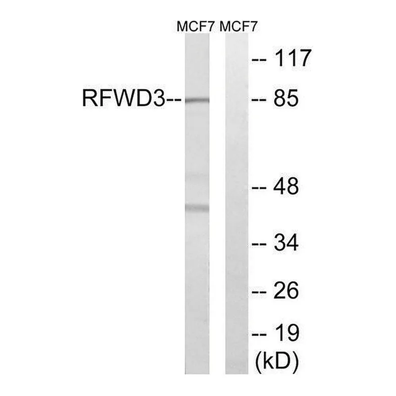 Merck Anti-RFWD3 antibody produced in rabbit