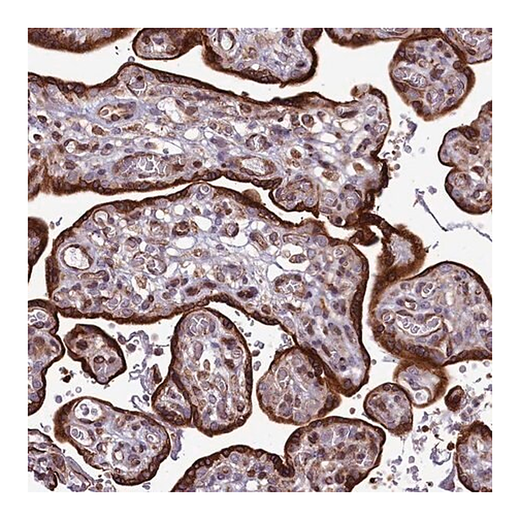 Merck Anti-RAPGEF4 antibody produced in rabbit