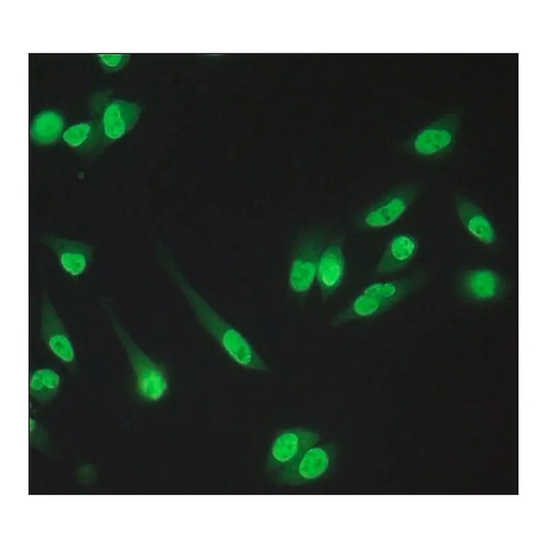 Merck Anti-RbAp48/RbAp46 antibody produced in rabbit