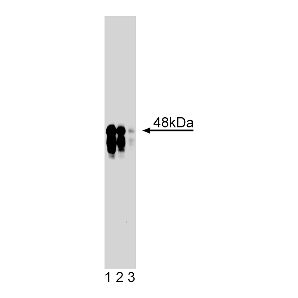 BD Purified Mouse Anti-IKKγ