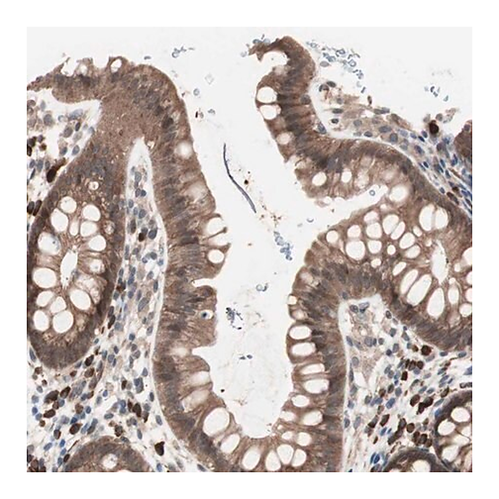 Merck Anti-ALG5 antibody produced in rabbit