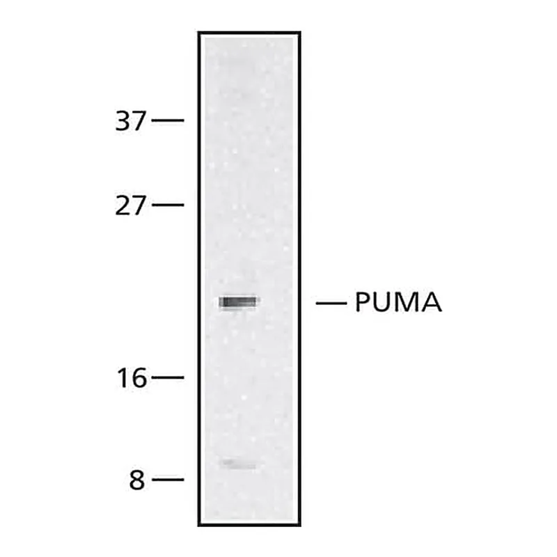 Merck Anti-PUMA/bbc3, N-Terminal antibody produced in rabbit