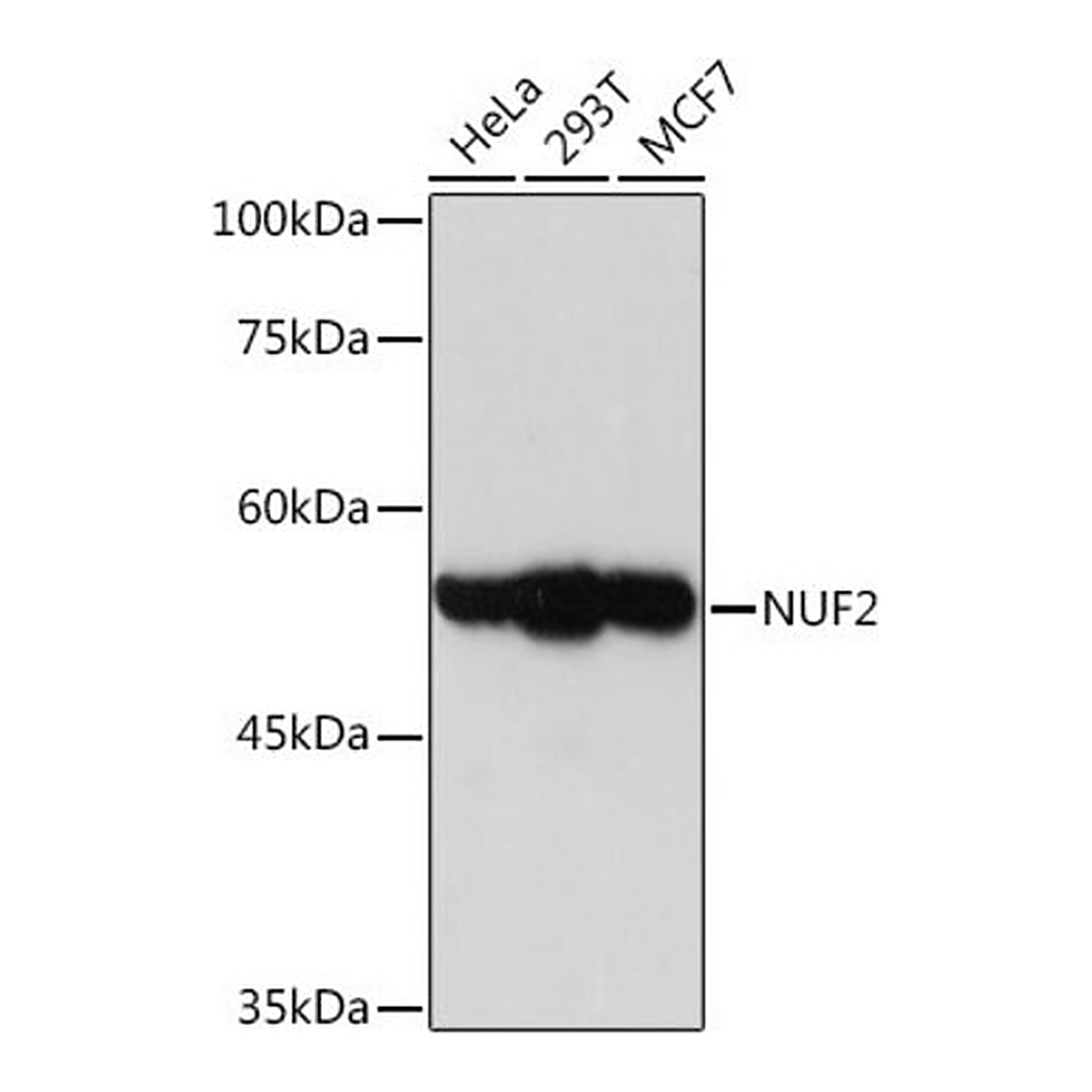 Merck Anti-NUF2 antibody produced in rabbit