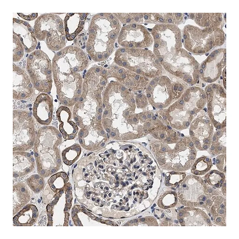 Merck Anti-PKD2 antibody produced in rabbit