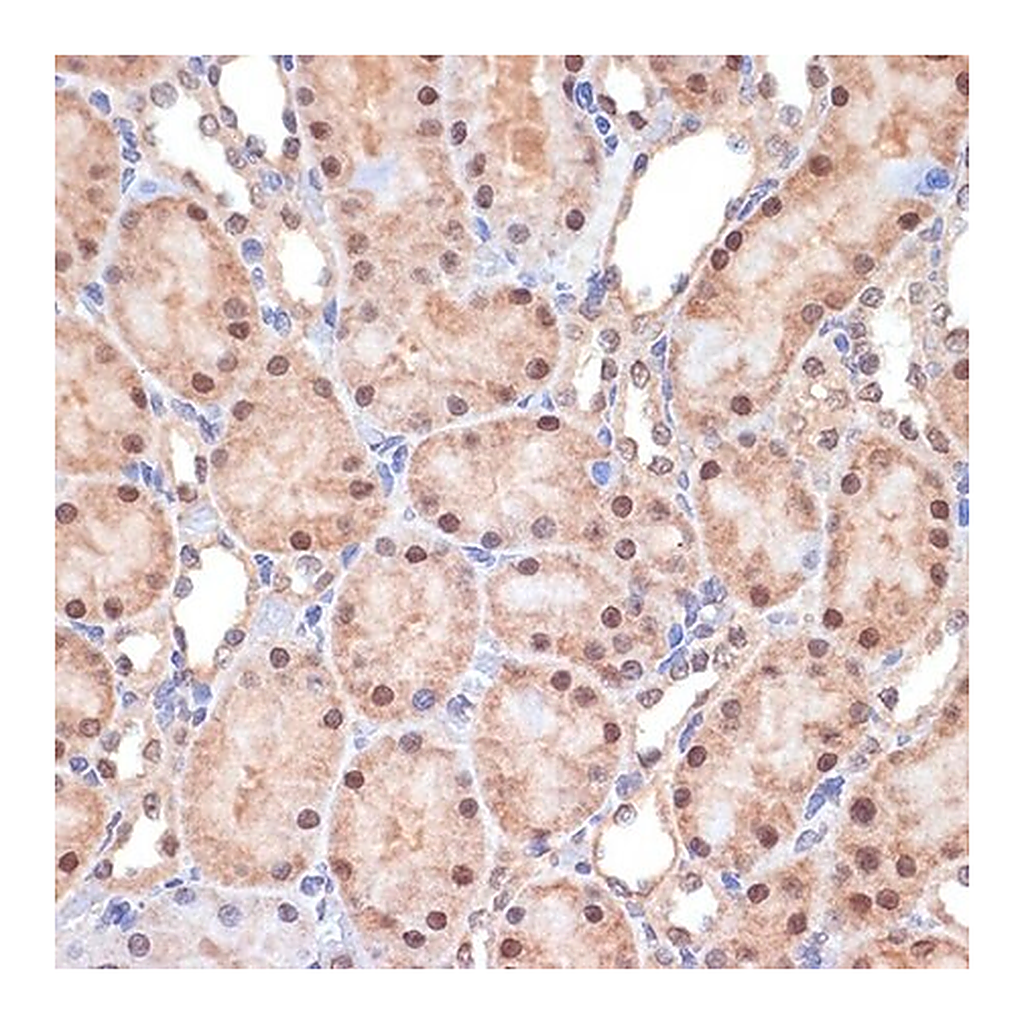 Merck Anti-Transportin 3 (TNPO3) antibody produced in rabbit