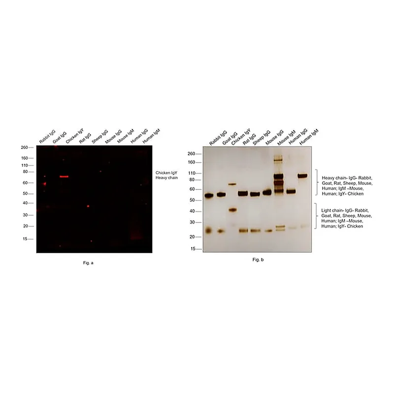 Thermo Fisher Scientific Goat anti-Chicken IgY (H+L) Secondary Antibody, Alexa Fluor 546