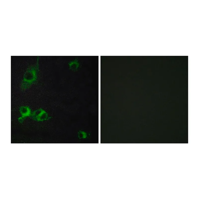 Merck Anti-LAMA1 antibody produced in rabbit