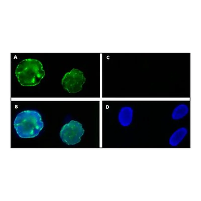 Merck Anti-Progerin antibody, Mouse monoclona&
