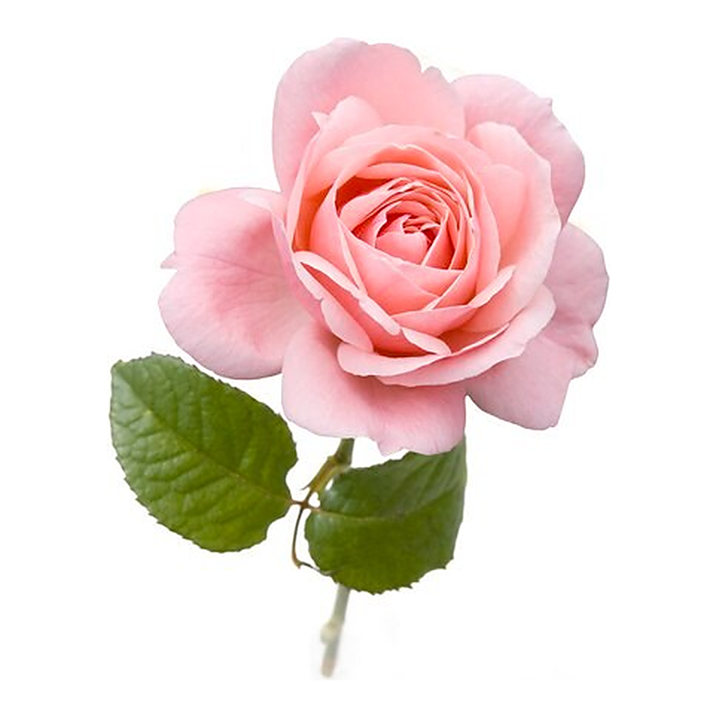 Merck Rose oil, Bulgarian
