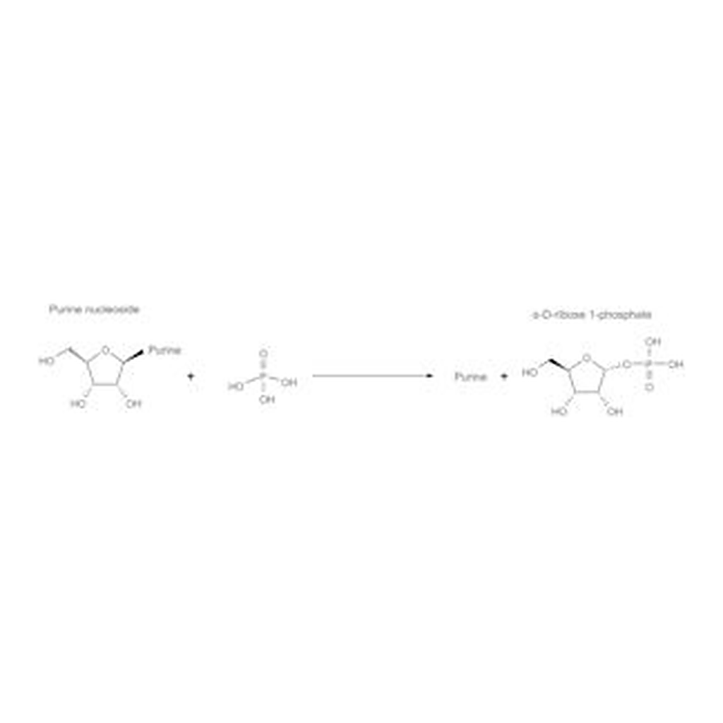 Merck NUCLEOSIDE PHOSPHORYLASE, BACTERIAL