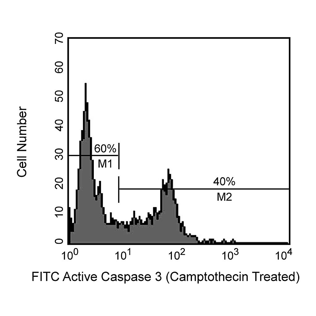 BD FITC Rabbit Anti- Active Caspase-3