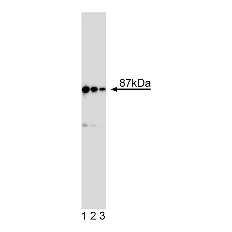 BD Purified Mouse Anti-Human IKKβ w/ Control