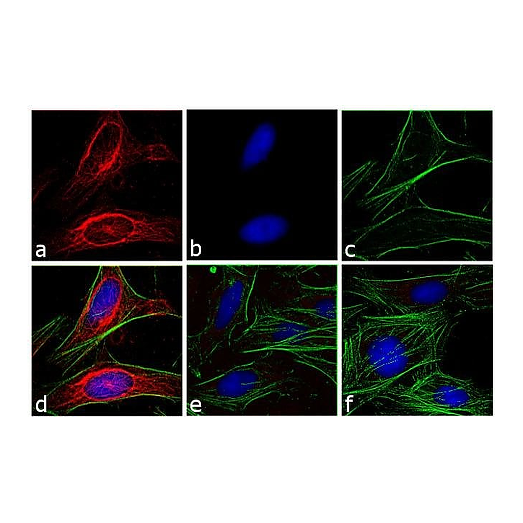 Thermo Fisher Scientific Goat anti-Mouse IgG (H+L) Secondary Antibody, DyLight 594