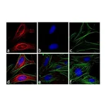 Thermo Fisher Scientific Goat anti-Mouse IgG (H+L) Secondary Antibody, DyLight 594