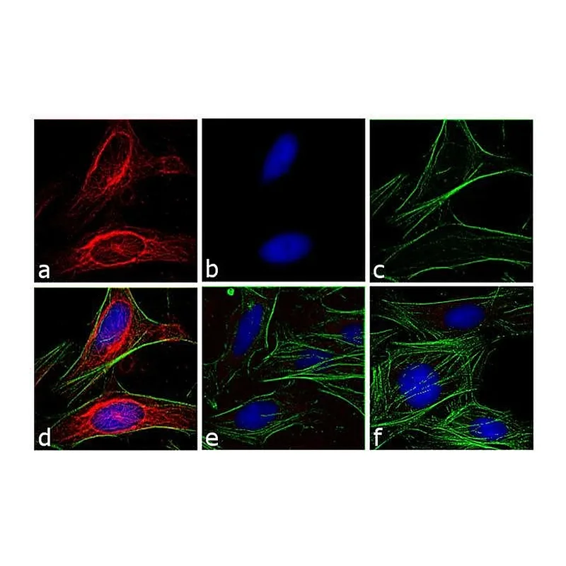 Thermo Fisher Scientific Goat anti-Mouse IgG (H+L) Secondary Antibody, DyLight 594