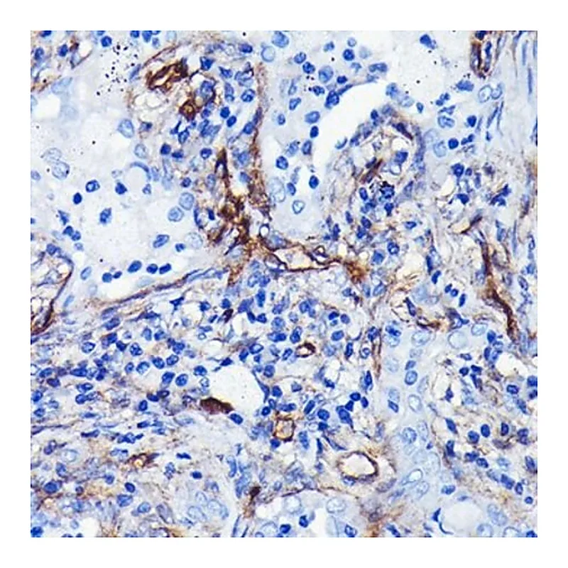 Merck Anti-CD105 antibody produced in rabbit