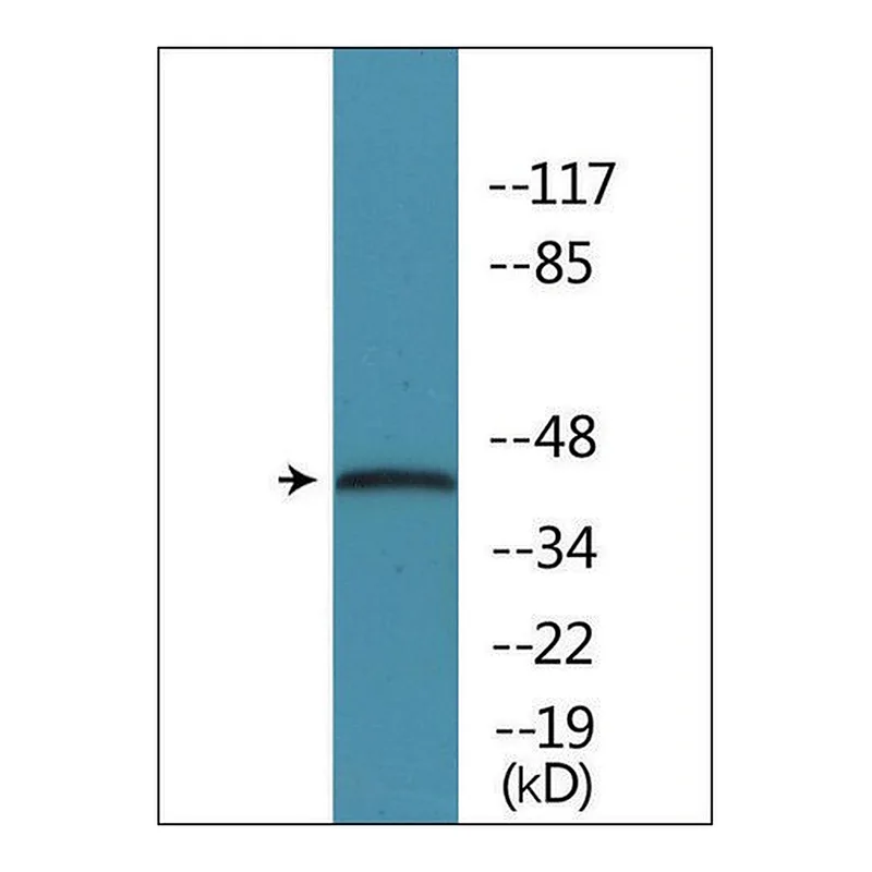 Merck Anti-phospho-p38 MAPK (pThr179+Tyr181) antibody produced in rabbit