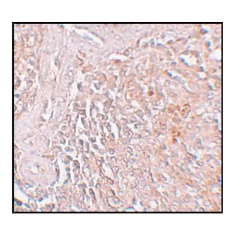 Merck Anti-ZIP8 antibody produced in rabbit