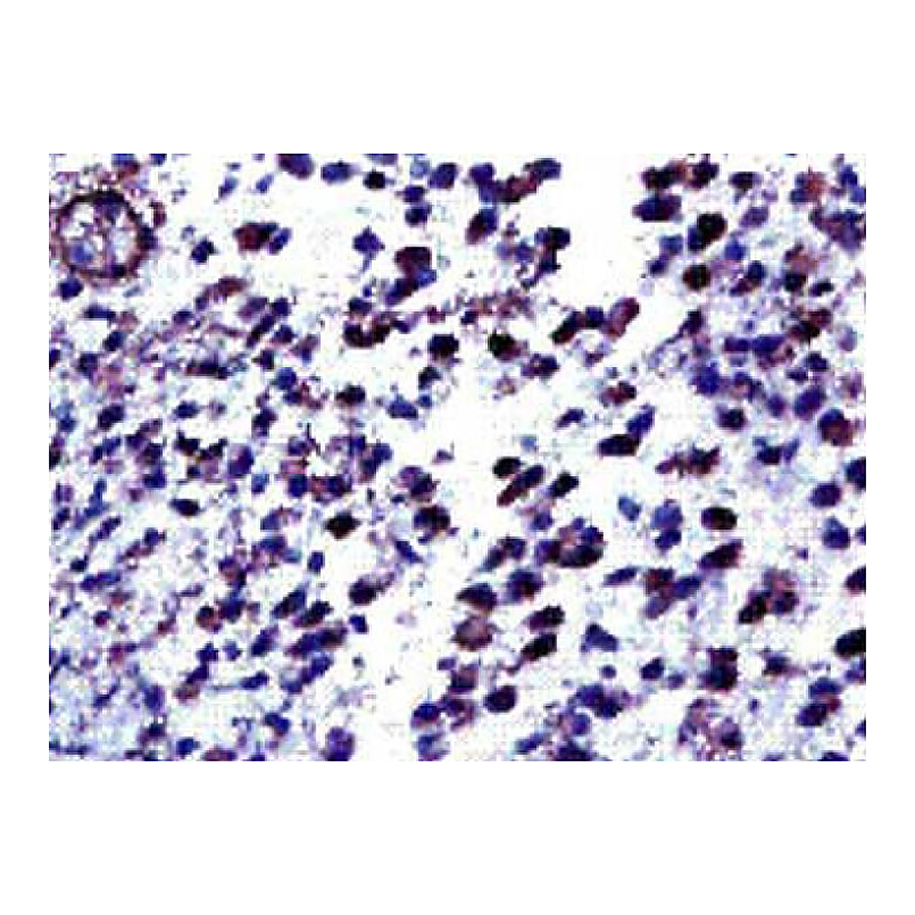 BD Purified Mouse Anti-Human VEGF