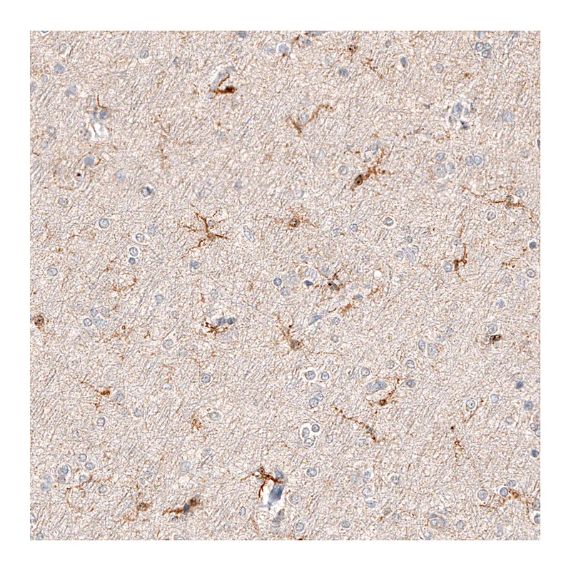 Atlas Antibodies Anti-AIF1 Antibody